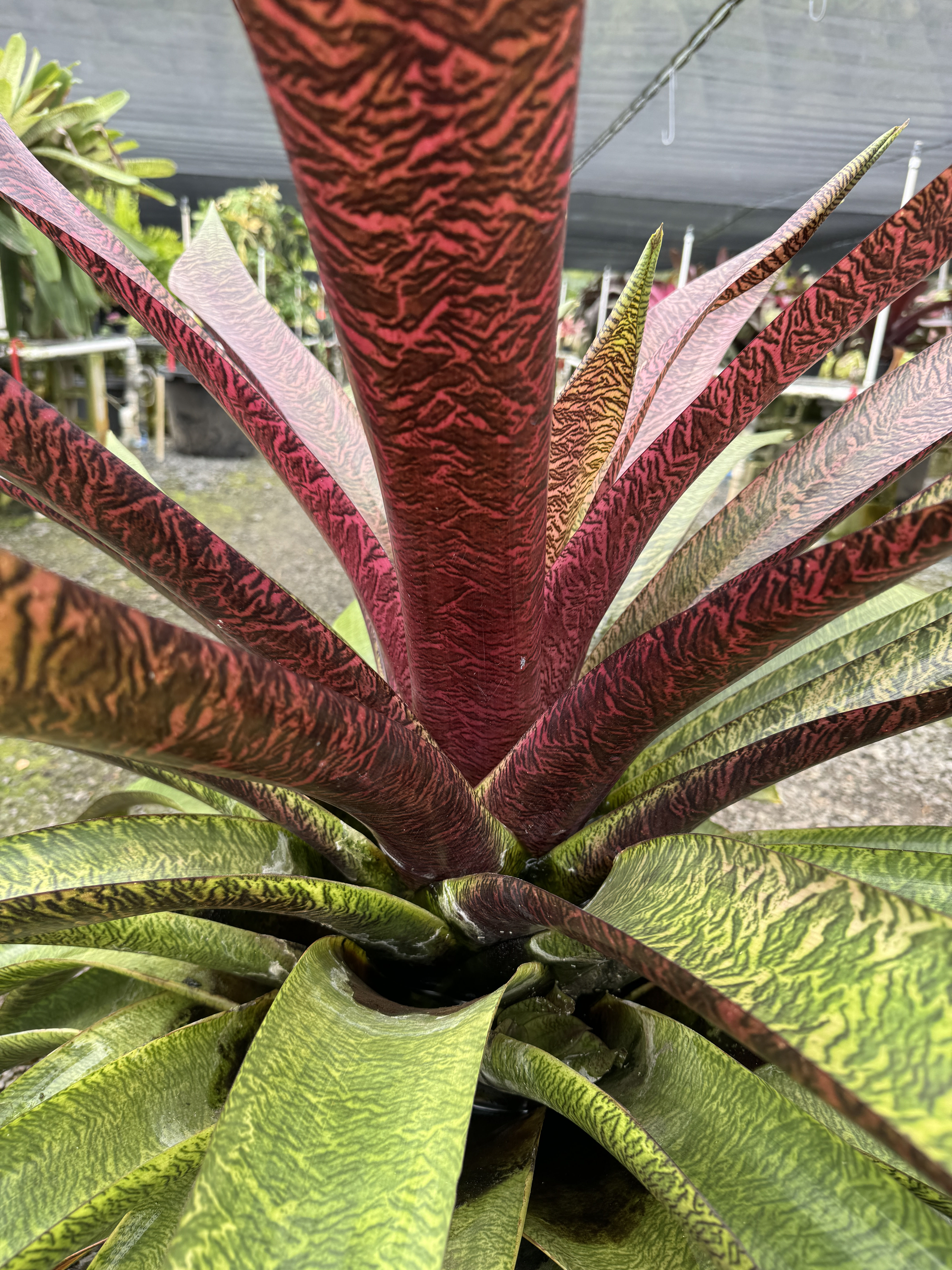 Vriesea ArtSouza | Fantastic Gardens Hawaii